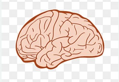 Clipart:Ee-Zgj_H1oc= Brain